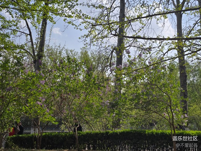【拈花拾趣】花綻如星