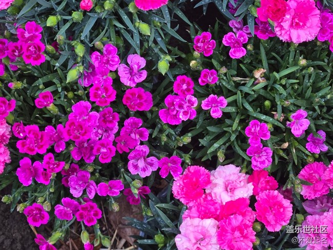 【拈花拾趣】花韻悠悠