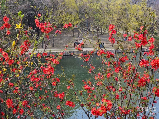 【拈花拾趣】湖邊賞花