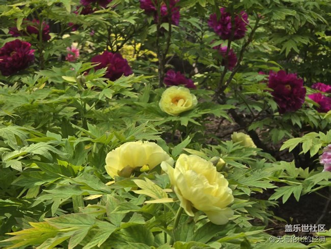 【拈花拾趣】黃牡丹與紅牡丹