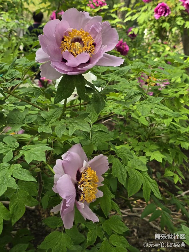 【拈花拾趣】千姿百態(tài)