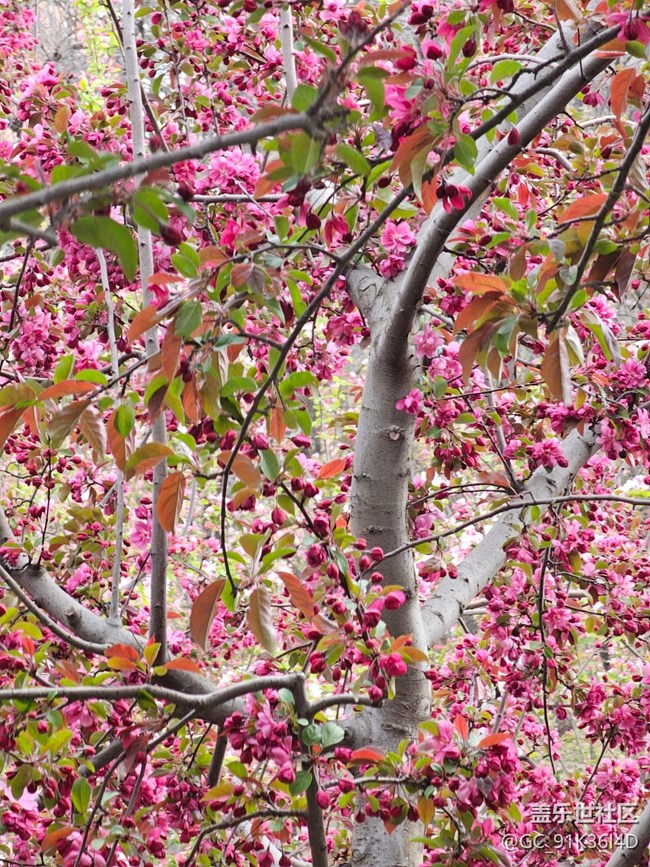 【拈花拾趣】花滿天