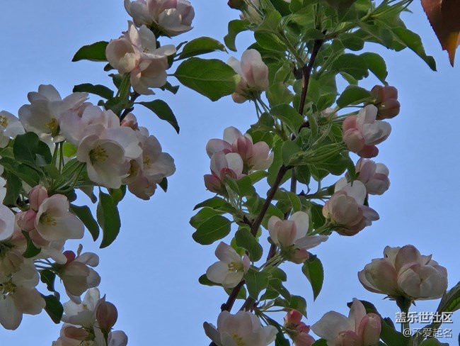 【拈花拾趣】花漫香徑