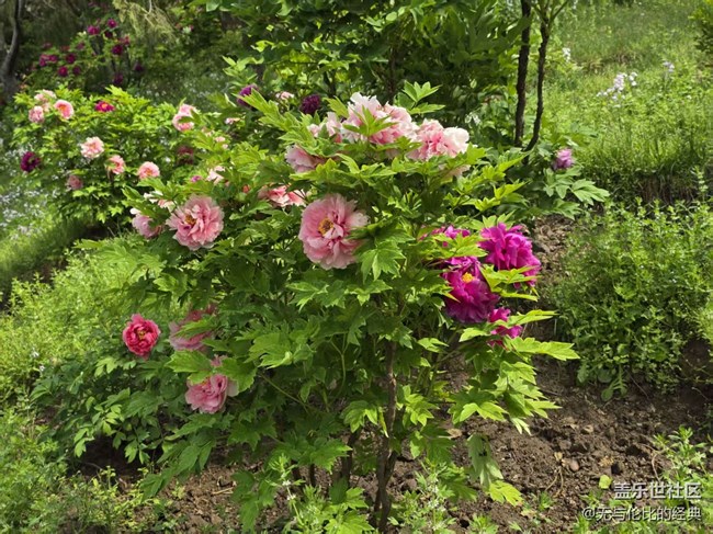 【拈花拾趣】千姿百態(tài)