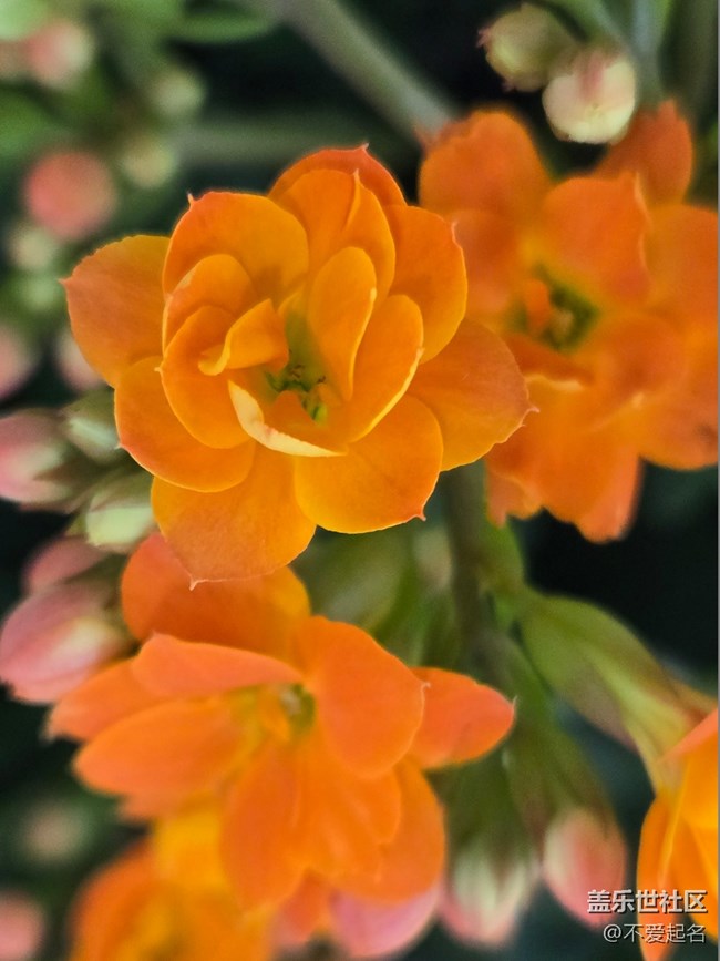 【拈花拾趣】朵朵花盛開(kāi)