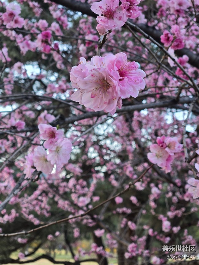 【拈花拾趣】繁花滿徑