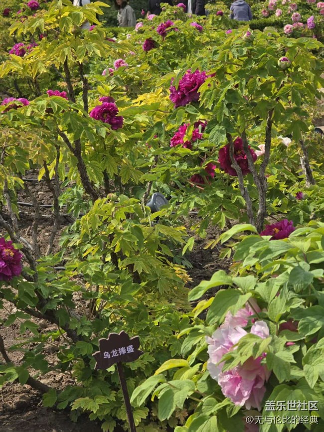 【拈花拾趣】花魁在此