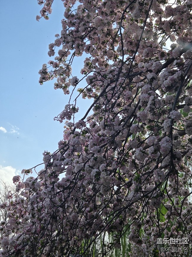 【拈花拾趣】花團(tuán)錦簇