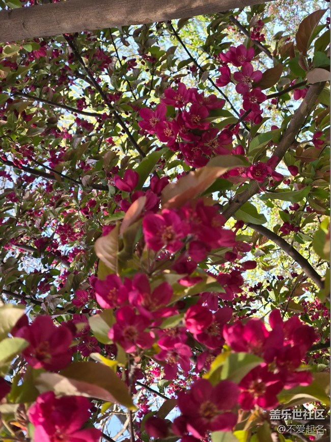 【拈花拾趣】繁花似錦
