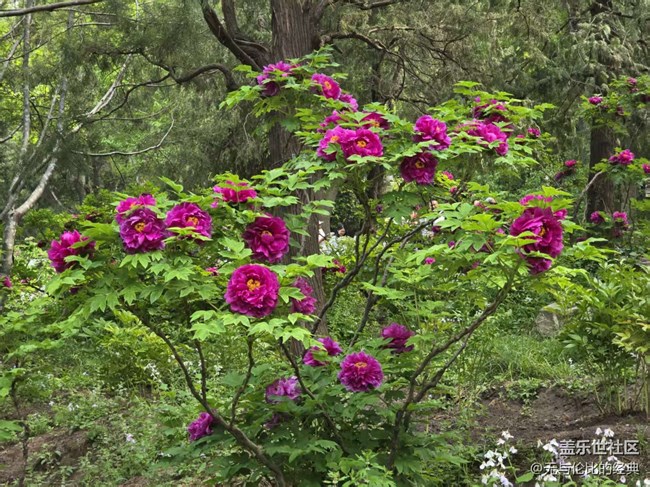 【拈花拾趣】千嬌百媚