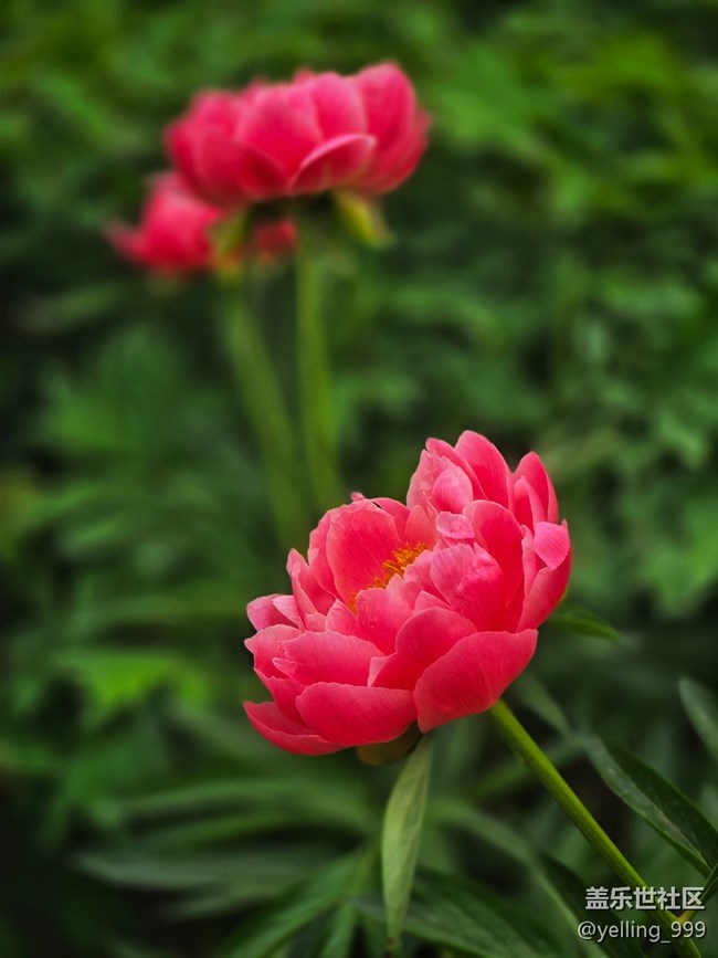 【拈花拾趣】+花開富貴