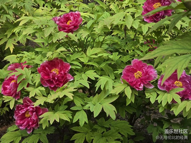 【拈花拾趣】紅墻邊的牡丹