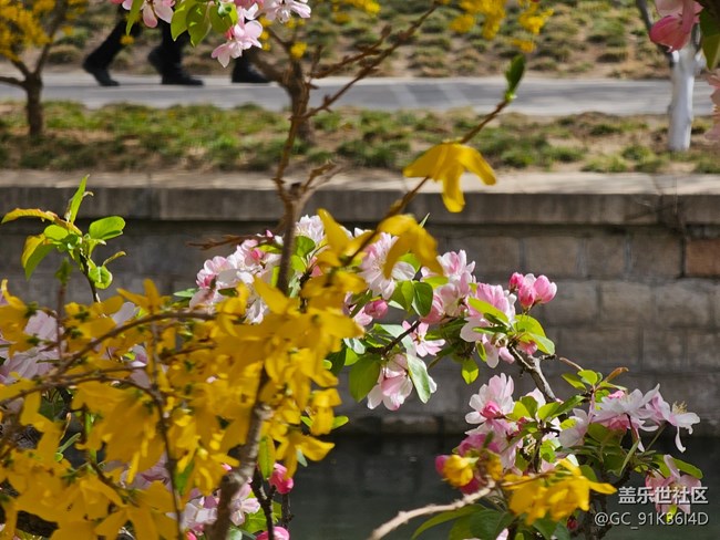 【拈花拾趣】花與花