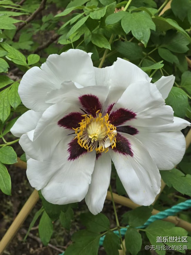 【拈花拾趣】千嬌百媚