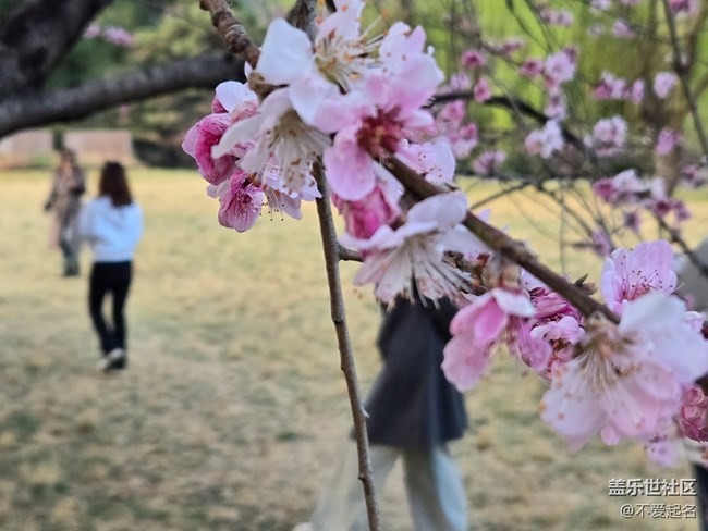 【拈花拾趣】繁花滿徑