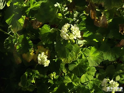 【市井長巷】+小巷里的花