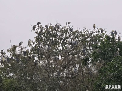 【市井長(zhǎng)巷】+春日游