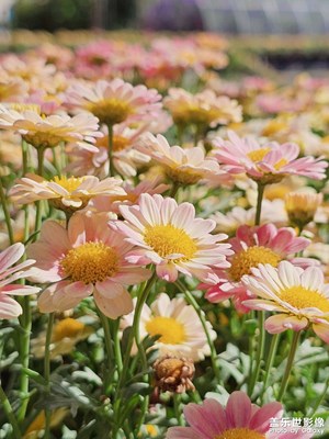 【市井長巷】馬路邊的小雛菊