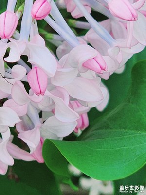 【快樂假日】浪漫丁香