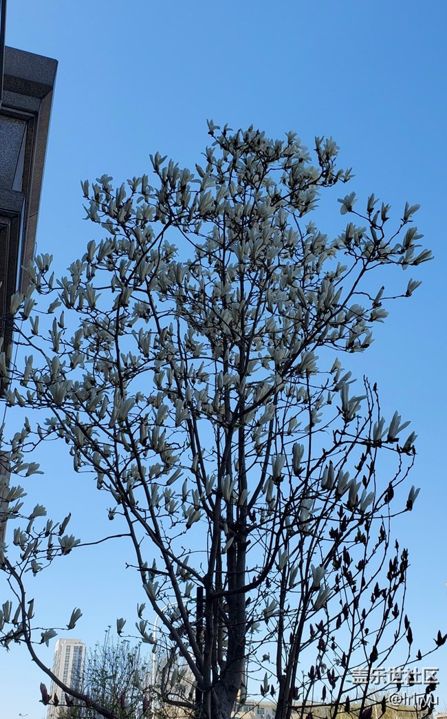 【四月春】各樣花開(kāi)