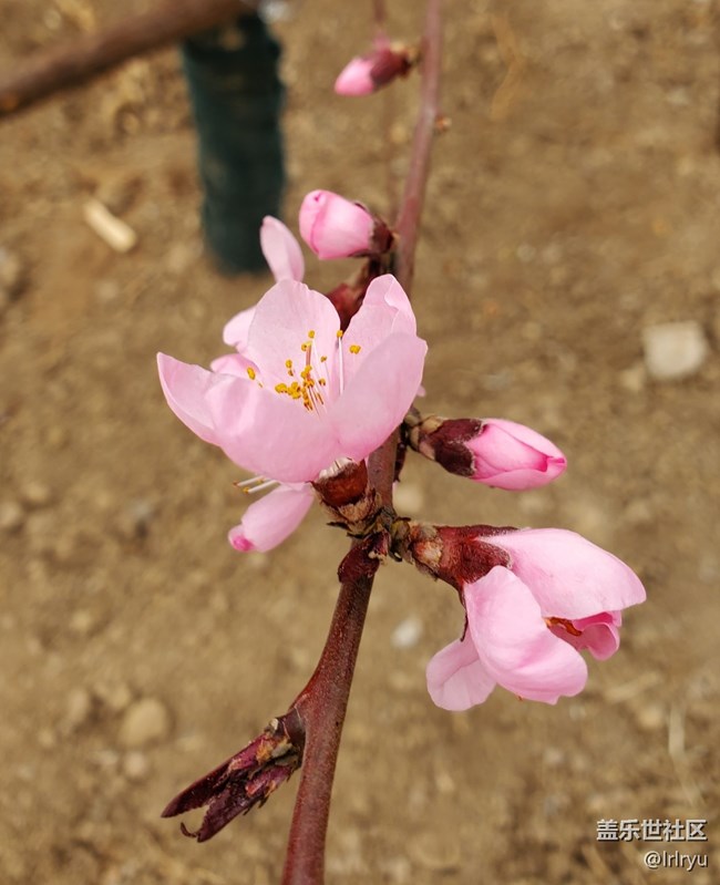 【四月春】各樣花開(kāi)