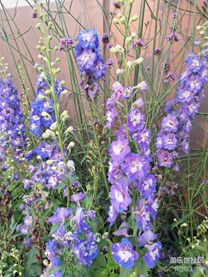 近日jinri=＞％％