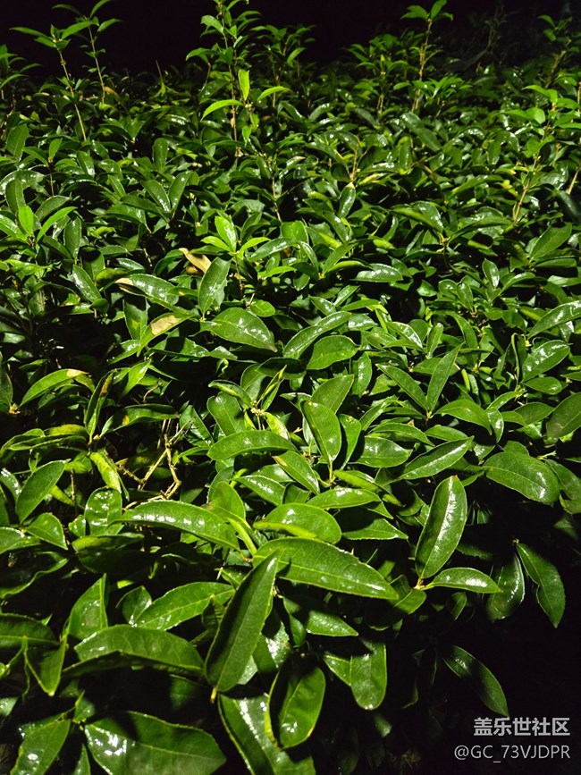 【四月春】喜愛春天