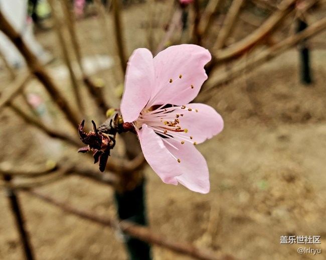 【四月春】各樣花開(kāi)