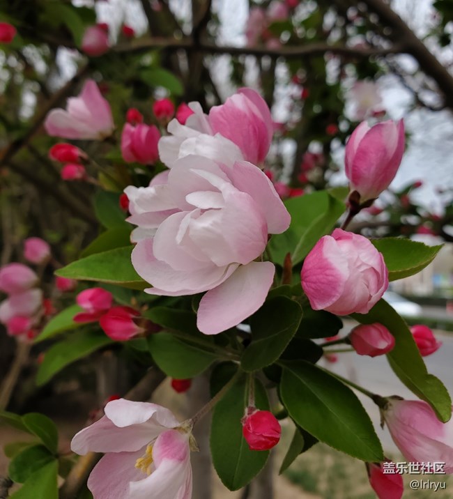 【四月春】各樣花開(kāi)