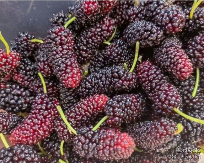 【夏日清涼】采摘