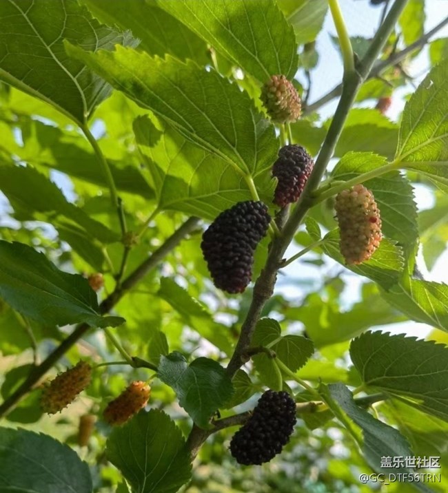 【夏日清涼】采摘