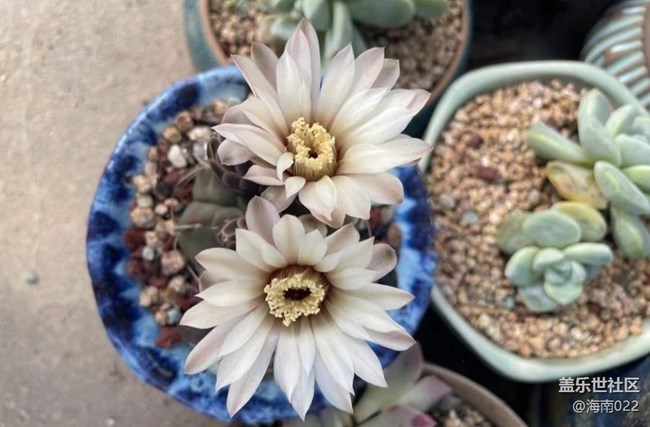 【夏日清涼】開花了