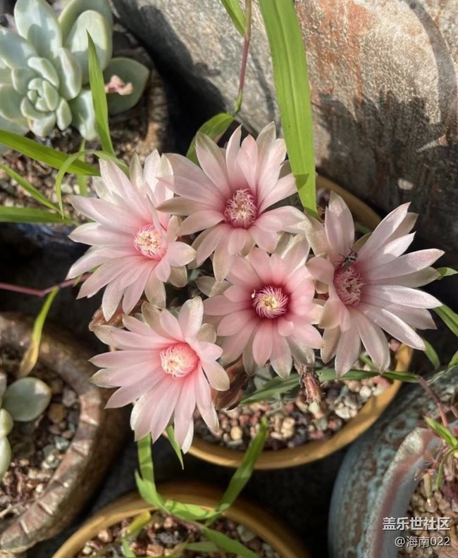 【夏日清涼】開花了