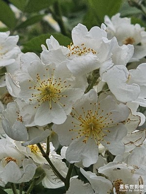 【快樂假日】+小區(qū)賞花遛彎