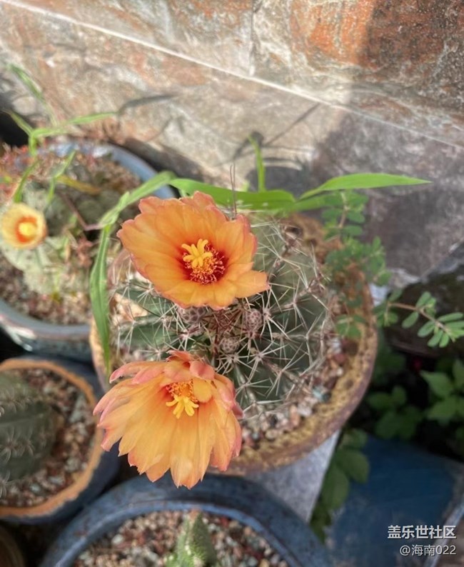 【夏日清涼】開花了