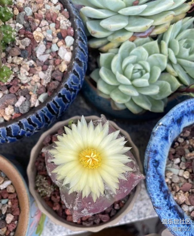 【夏日清涼】開花了