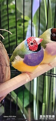 五彩斑斕的鸚鵡