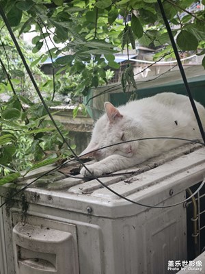 【快樂假日】酣睡