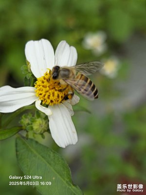 【快樂假日】蜂兒采蜜忙