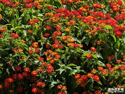 【快樂假日】+ 微拍花