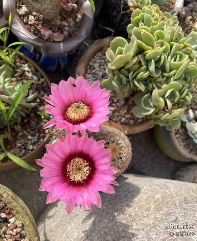 【夏日清涼】開花了