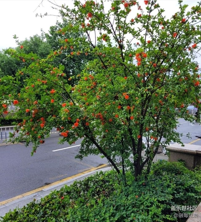 【夏日清涼】石榴花