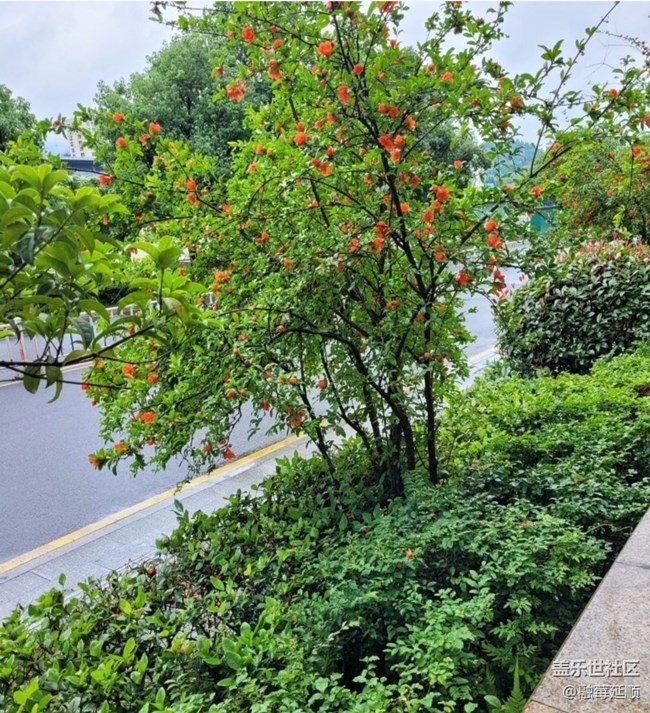 【夏日清涼】石榴花