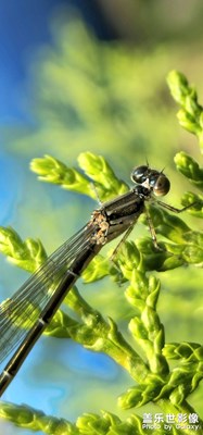 Galaxy S23 Ultra【昆蟲世界】