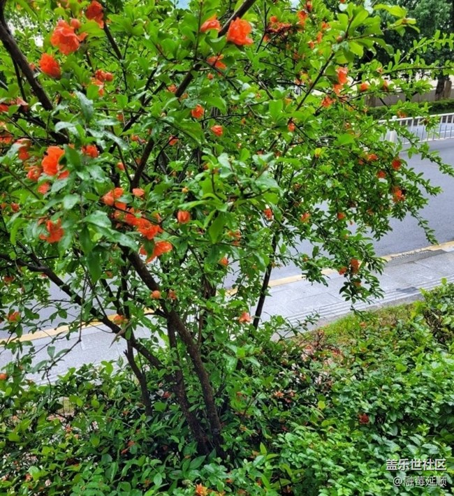 【夏日清涼】石榴花