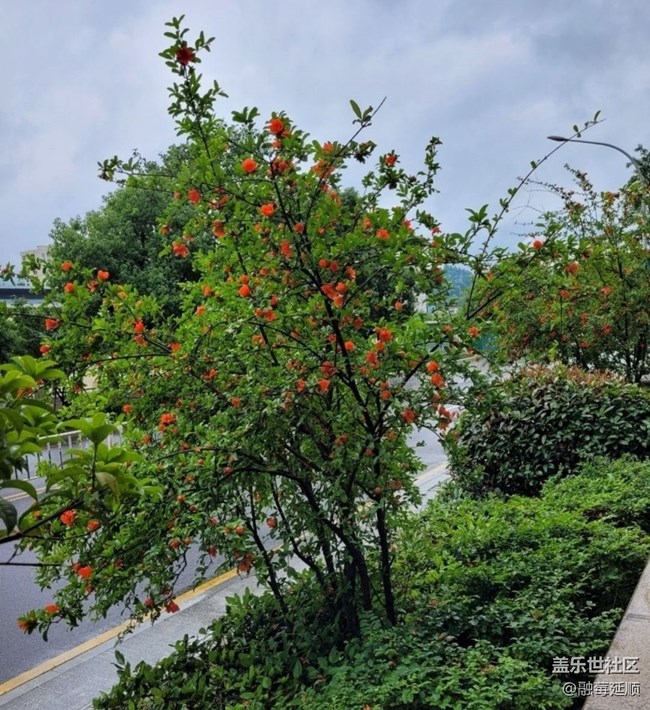 【夏日清涼】石榴花