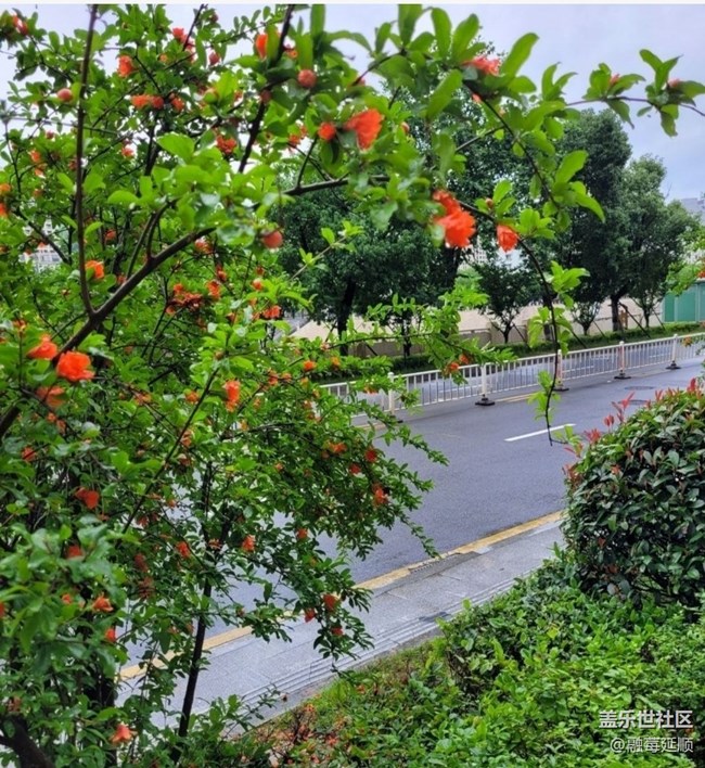 【夏日清涼】石榴花