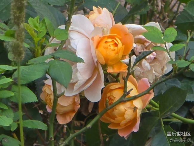 #五月滿園芳——月季