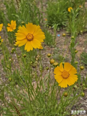 【快樂假日】+五月的鮮花
