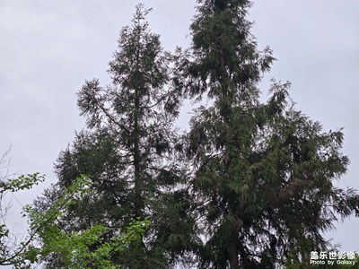 【快樂假日】+春日天地